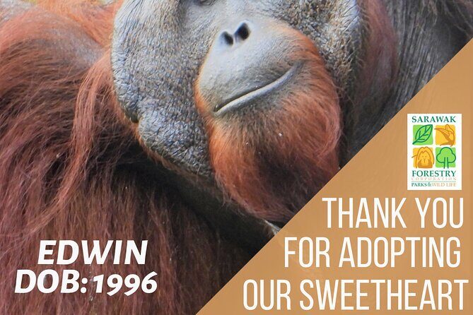 Semenggoh Orangutan Center & Sarawak Cultural Village - What You Can Expect from the Highlights