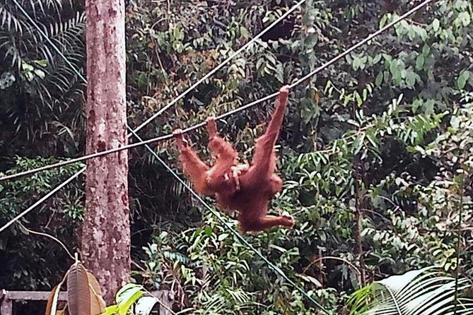 Semenggoh Orangutan Centre from Kuching - Frequently Asked Questions