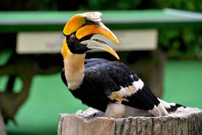 Semenggok Wildlife Centre - Real Insights from Visitors