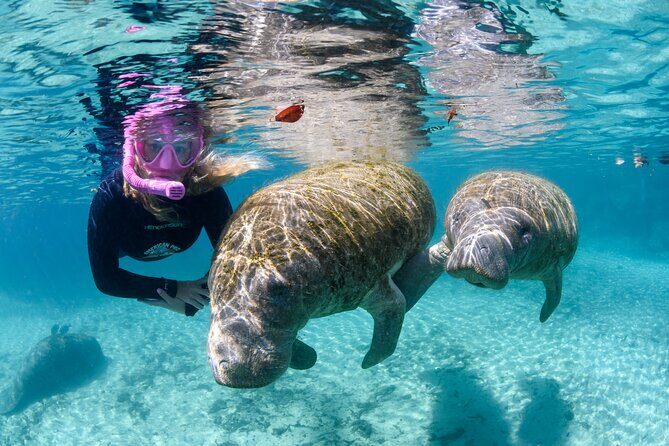 Semi-Private Crystal River Manatee Swim Tour - Key Points