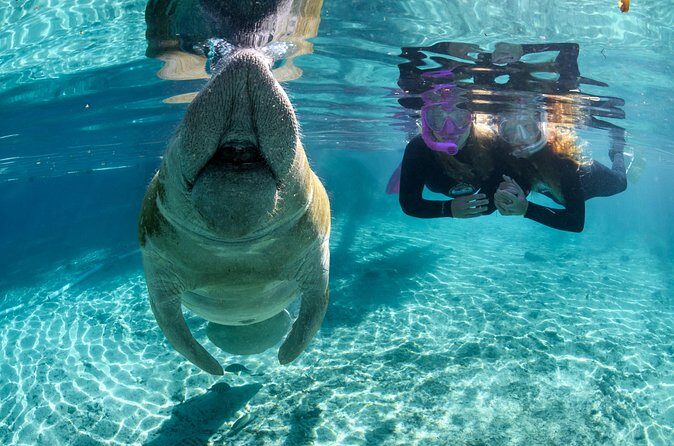 Semi-Private Crystal River Manatee Swim Tour - Practical Tips for Travelers
