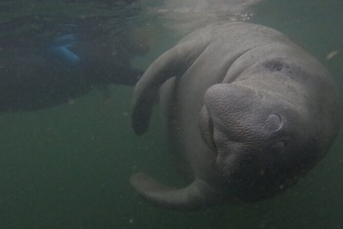 Semi-Private Crystal River Manatee Swim Tour - Authenticity and Experience