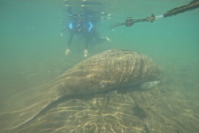 Semi-Private Crystal River Manatee Swim Tour - FAQ