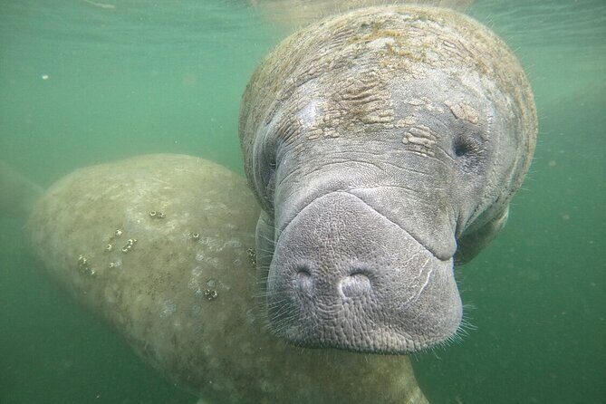 Semi Private Manatee Swim Tour - An Honest Breakdown of the Crystal River Manatee Tour