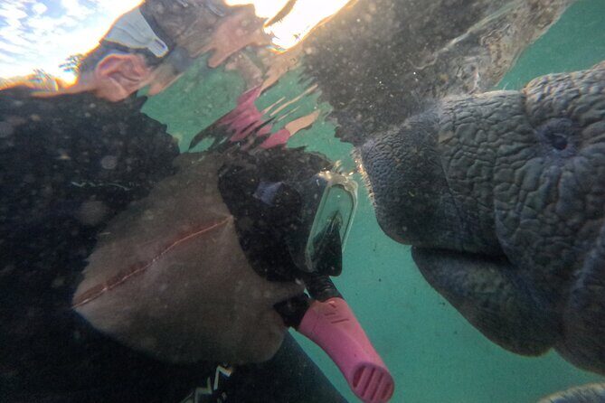 Semi Private Manatee Swim Tour - Who Will Love This Experience?