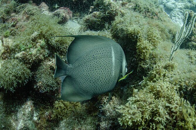 Semi Private Snorkeling Tour in Isla Mujeres - Why This Tour Represents Good Value
