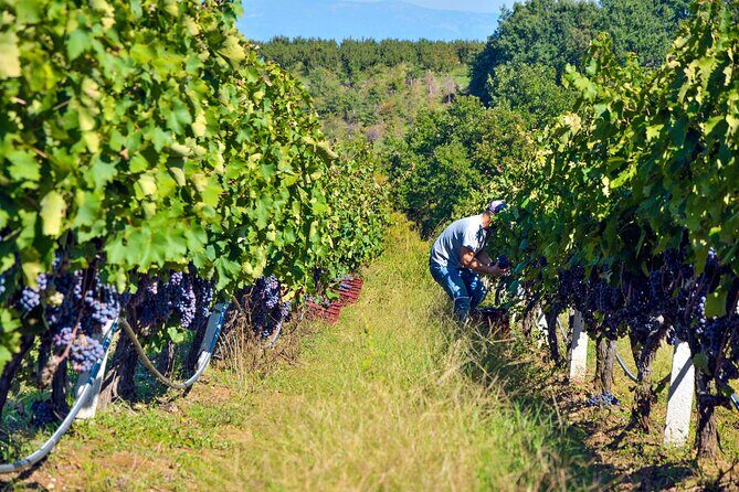 Semi-Private Wine Tour of 2 wineries with wine Tastings - FAQ