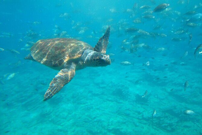Semi-Submarine Tour from Agios Nikolaos - Who Will Love This Tour?