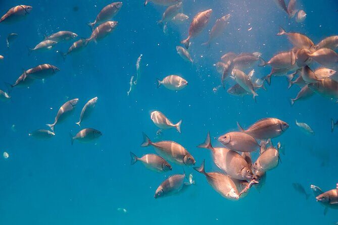 Semi-Submarine Tour from Agios Nikolaos - FAQ