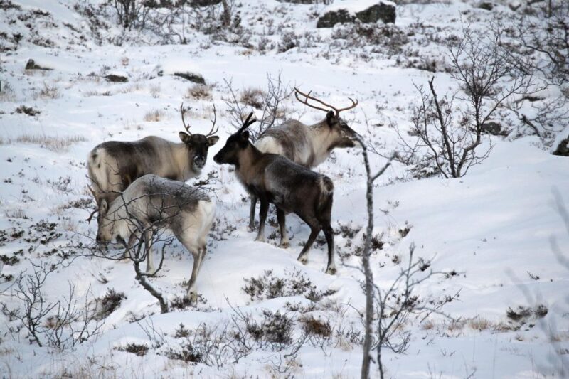 Senja Island: 4x4 Day Tour with Overlanding Senja - The Sum Up