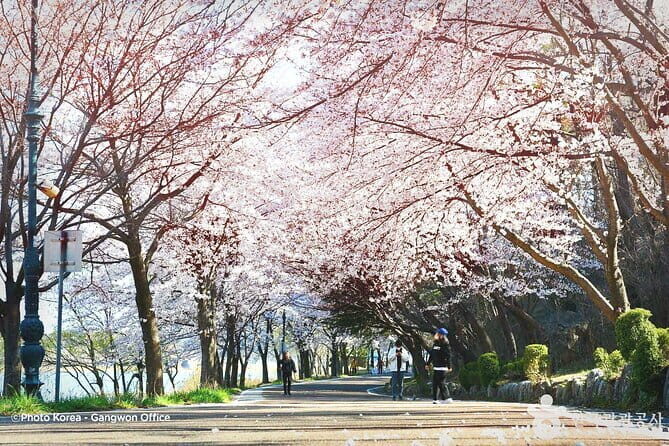 Seoraksan and Cherry Blossom Lake 1 day trip from Seoul - Practical Details and Tips