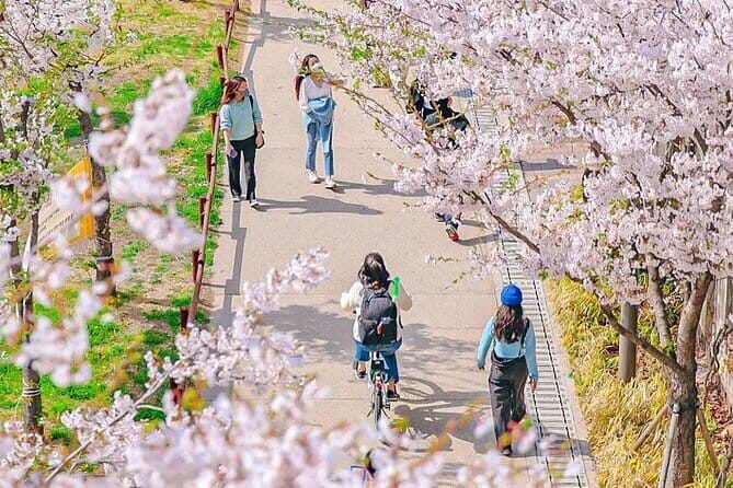 Seoul Cherry Blossom Walking Tour to Gyeongui Line Park - Key Points
