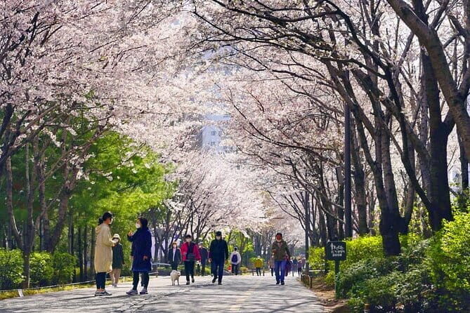 Seoul Cherry Blossom Walking Tour to Gyeongui Line Park - Final Thoughts: Who Is This Tour Best For?