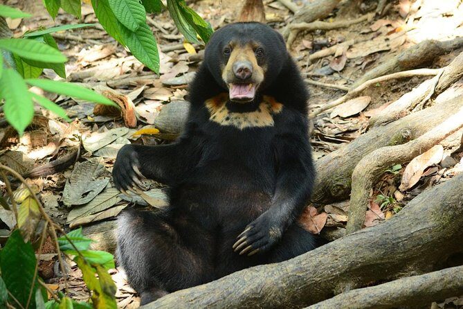 Sepilok Orang Utan & Bornean Sun Bear Centre with Sandakan City Tour with Lunch - Exploring the Sepilok Orang Utan & Bornean Sun Bear Centre with Sandakan City Tour and Lunch