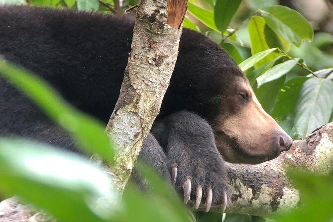 Sepilok Orang Utan & Bornean Sun Bear Centre with Sandakan City Tour with Lunch - Key Points