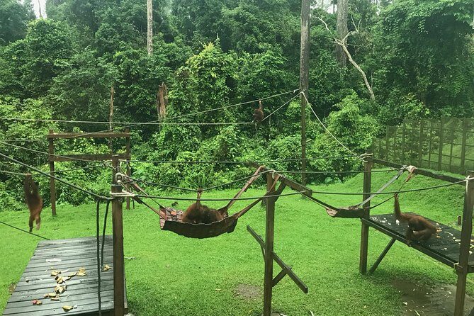 Sepilok Orang Utan & Bornean Sun Bear Centre with Sandakan City Tour with Lunch - Frequently Asked Questions
