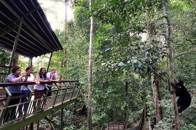 Sepilok Orang Utan, Labuk Bay Proboscis Monkey and Sun Bear Tour - A Closer Look at the Tour Experience