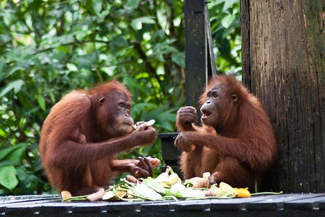 Sepilok Orang Utan, Sun Bear & Sandakan Nature City Tour + Lunch - Authentic Sabah Experience: Sepilok Orang Utan, Sun Bear & Sandakan Nature City Tour + Lunch