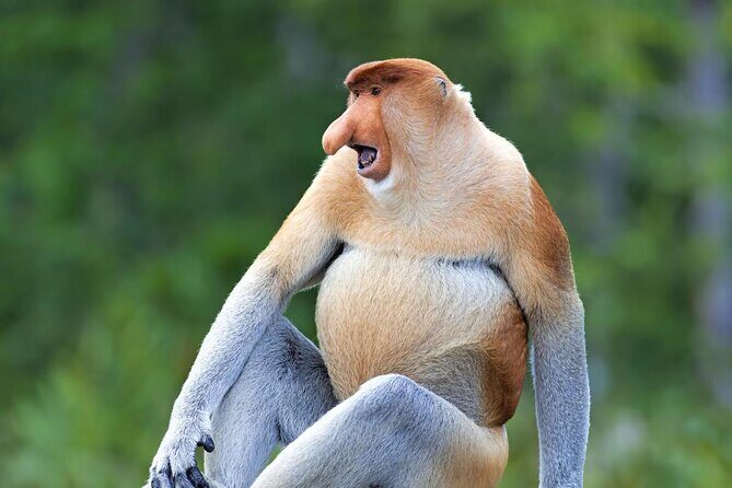 Sepilok Orang Utan, Sun Bear & Sandakan Nature City Tour + Lunch - Key Points