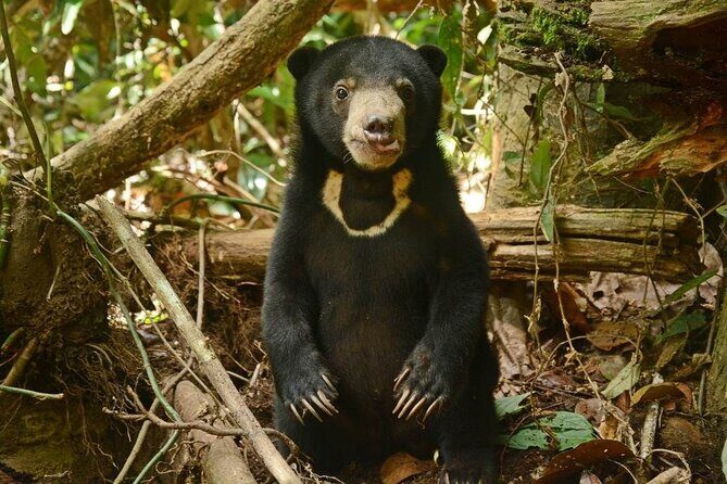 Sepilok Orang Utan, Sun Bear & Sandakan Nature City Tour + Lunch - Who Is This Tour Best For?