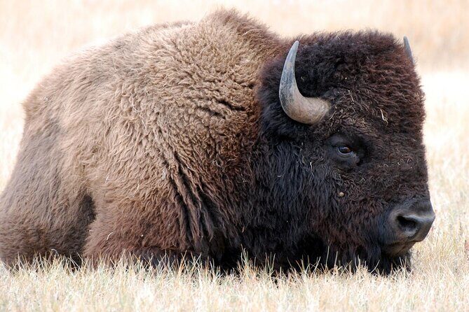 Sept 26 Only - 2025 Custer State Park Buffalo Roundup - Public - FAQ