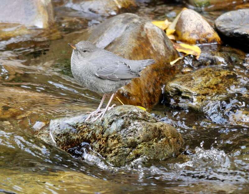 September 2025 British Columbia Rocky Mountain Birding Tour - The Essentials of the Tour: What’s Involved?