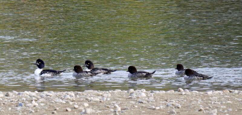 September 2025 British Columbia Rocky Mountain Birding Tour - Birding Highlights and Wildlife Encounters