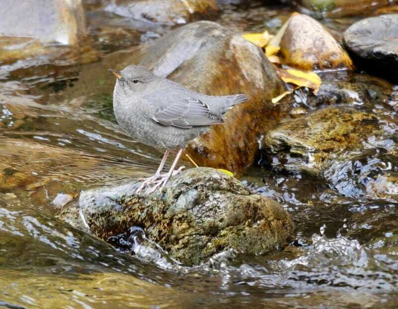 September 2025 British Columbia Rocky Mountain Birding Tour - Practical Tips