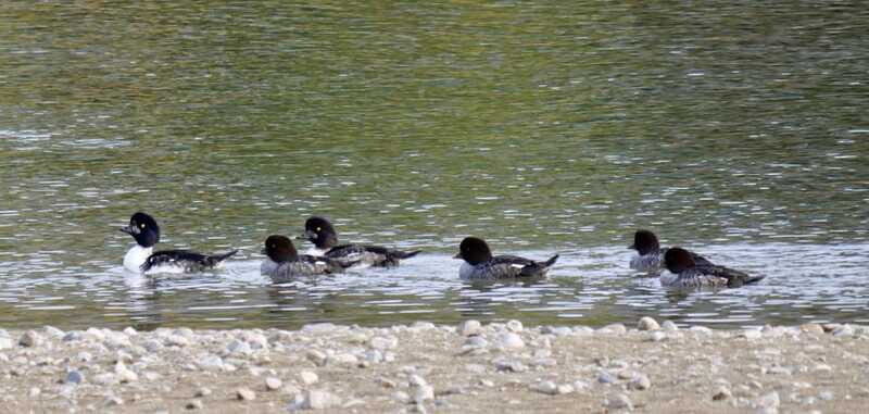September 2025 British Columbia Rocky Mountain Birding Tour - The Sum Up