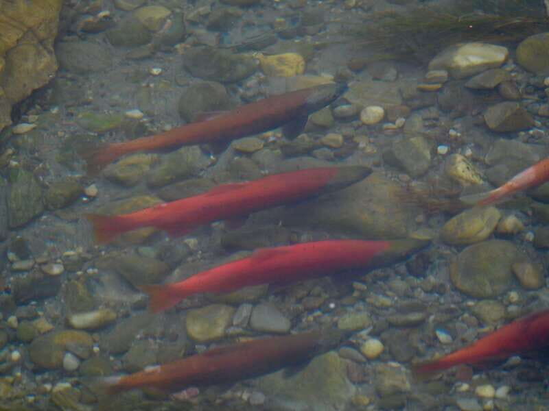 September 2025 British Columbia Rocky Mountain Birding Tour - FAQ