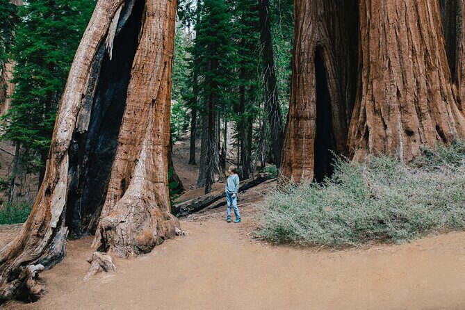 Sequoia Full Day Private Tour and Hike - The Overall Value
