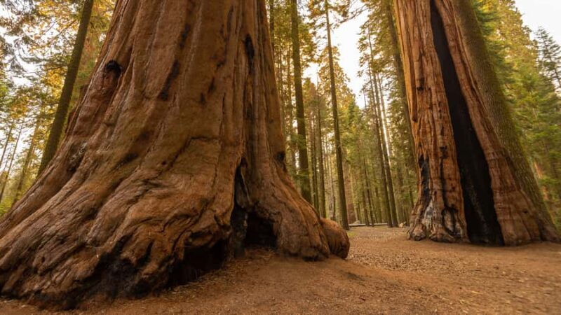 Sequoia National Park: Giant Forest Hike with Naturalist - Practical Tips for Your Visit