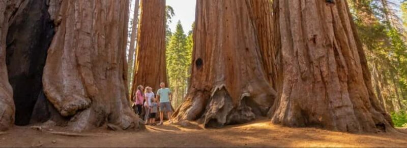 Sequoia National Park: Giant Forest Private Tour - Key Points
