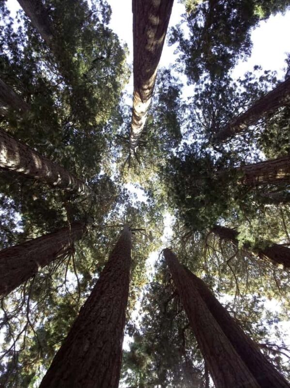 Sequoia National Park: Giant Forest Private Tour - What to Expect During Your 4-Hour Journey