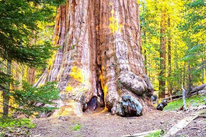 Sequoia Park Private Tour - Key Points