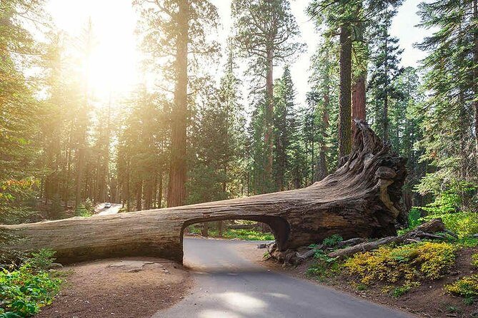 Sequoia Park Private Tour - Who Would Love This Tour?