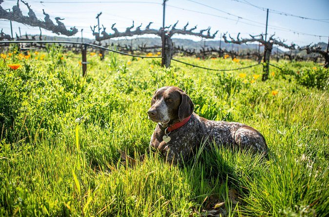 Serene and Romantic Wine Tasting Next to the Vines in Napa Valley - Accessibility and Practical Info