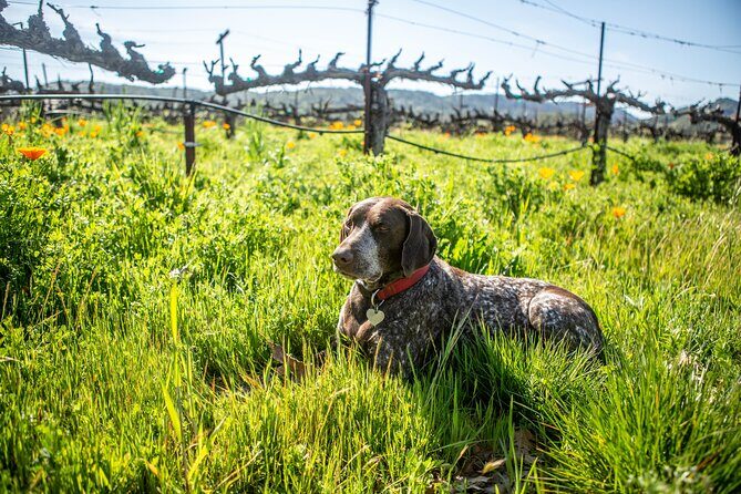 Serene and Romantic Wine Tasting Next to the Vines in Napa Valley - Final Thoughts