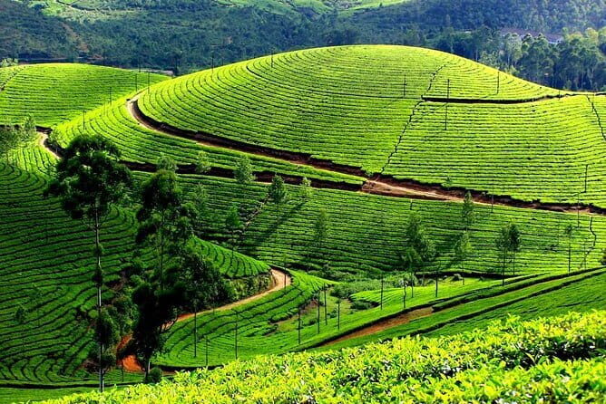 Serene Munnar Retreat: Private Tour from Kochi to the Munnar Hill - The Value Proposition and Overall Experience