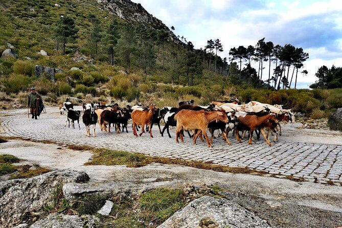 Serra da Estrela - Half-day off-road tour with cheese tasting - Practical Details