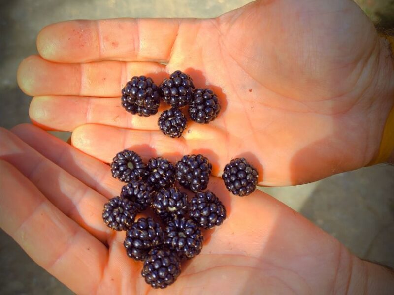 Serra de Monchique & Bravura Half Day Off-Road Day Trip - What’s Included & What to Bring