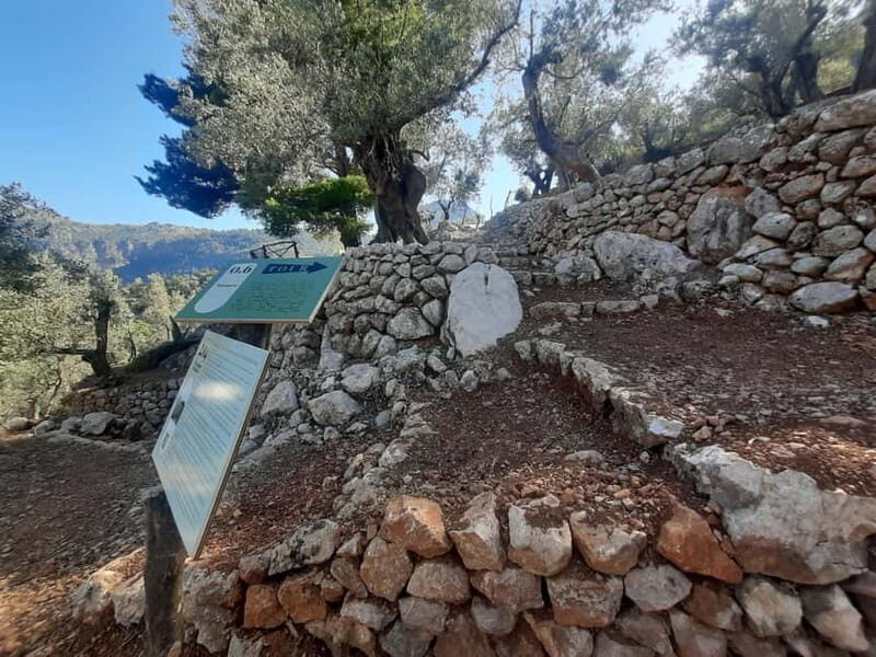 Serra de Tramuntana, Fornalutx: The olive tree: culture, cultivation, tasting. - Key Points