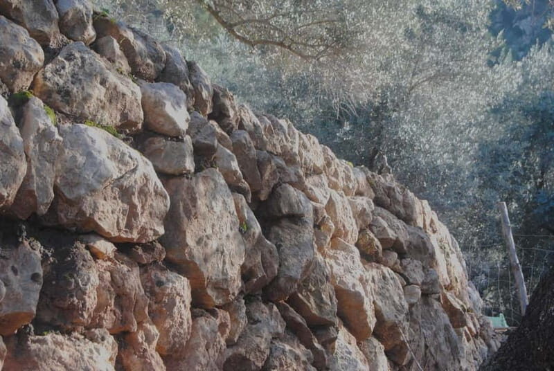 Serra de Tramuntana, Fornalutx: The olive tree: culture, cultivation, tasting. - Why This Tour Is Worth It