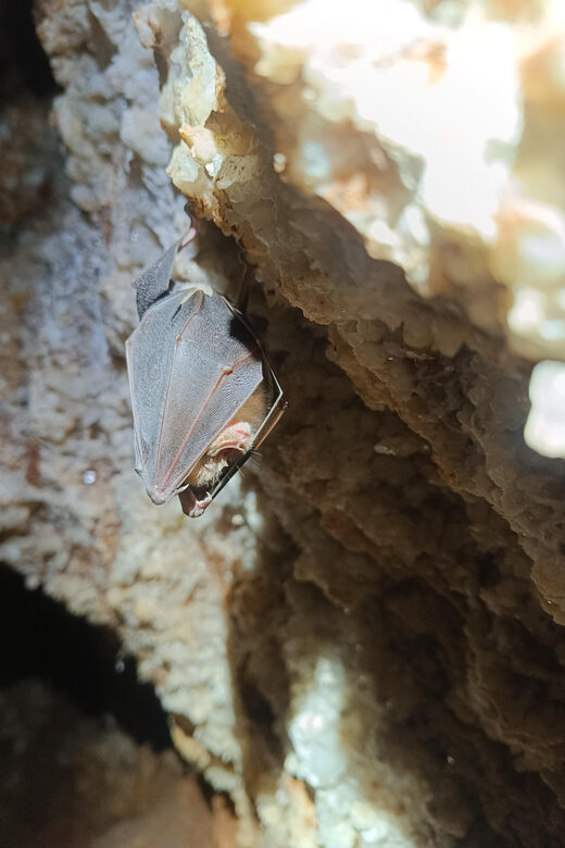 Serra dos Candeeiros: Alcobertas' Cave and the Natural Park - Exploring Alcobertas’ Cave