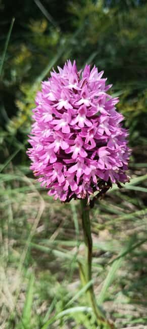 Serra dos Candeeiros by Van: Natural Park and Cave - FAQs