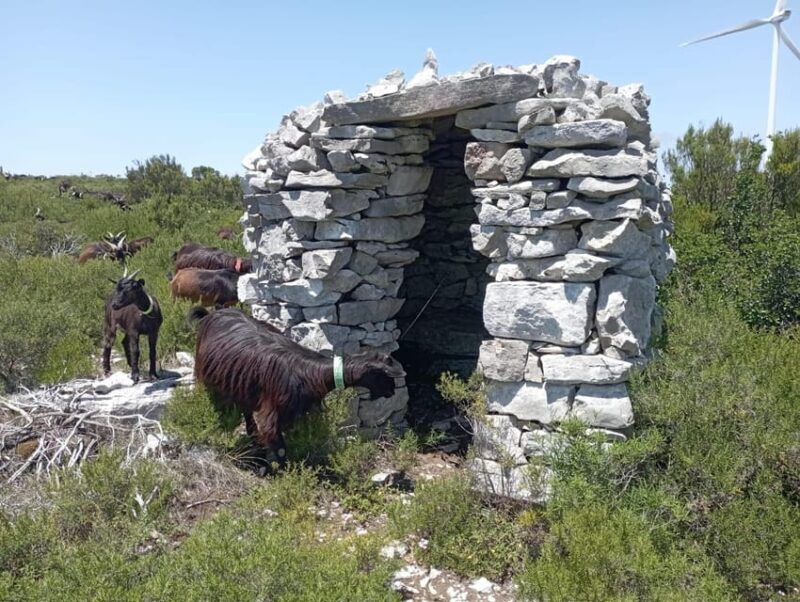 Serra dos Candeeiros : Shepherd for a morning - Exploring the Experience: What to Expect