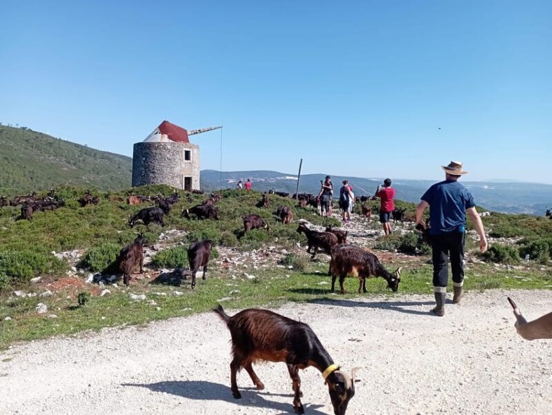 Serra dos Candeeiros : Shepherd for a morning - Final Thoughts: Who Will Love This Tour?