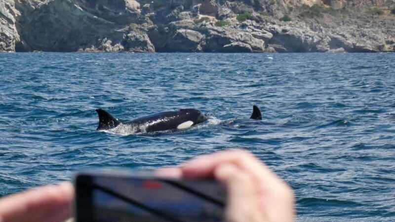 Sesimbra: Arrábida Dolphin and Whale Watching with Biologist - Key Points
