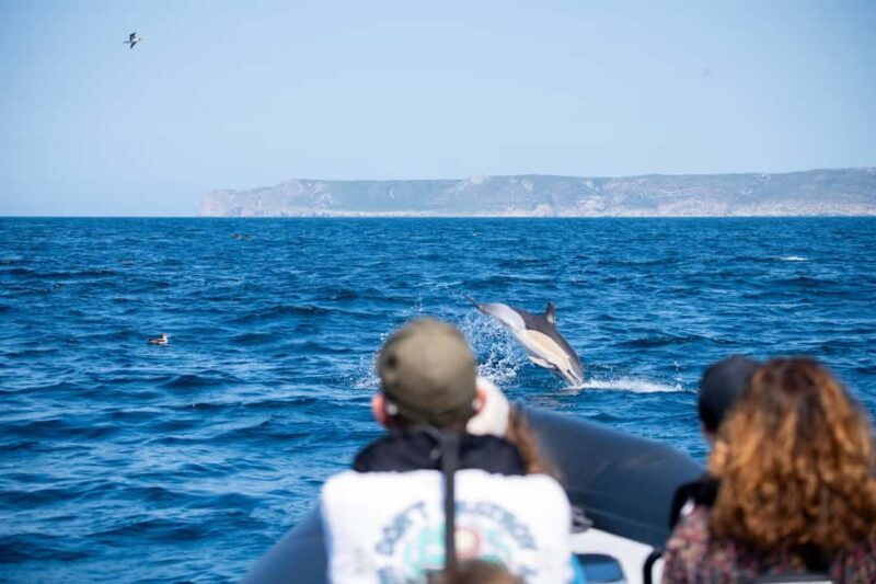 Sesimbra: Arrábida Dolphin and Whale Watching with Biologist - An In-Depth Look at the Experience
