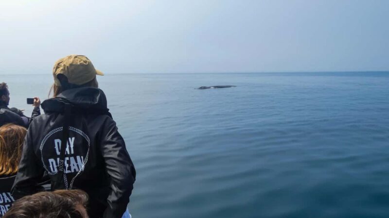 Sesimbra: Arrábida Dolphin and Whale Watching with Biologist - The Sum Up: Who Will Love This Tour?